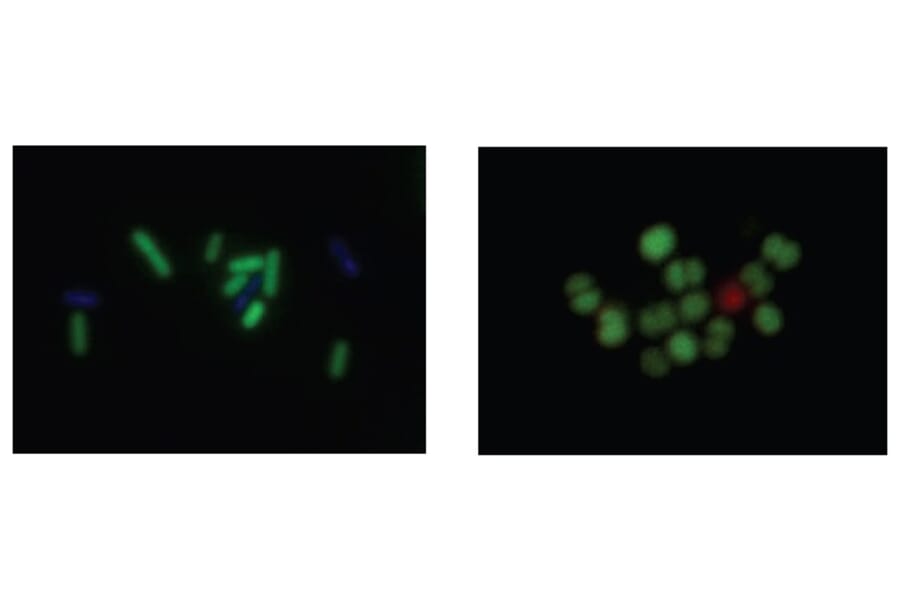 Diagram - Bacstain™ CFDA - Viability Stain Solution (A57469) - Antibodies.com