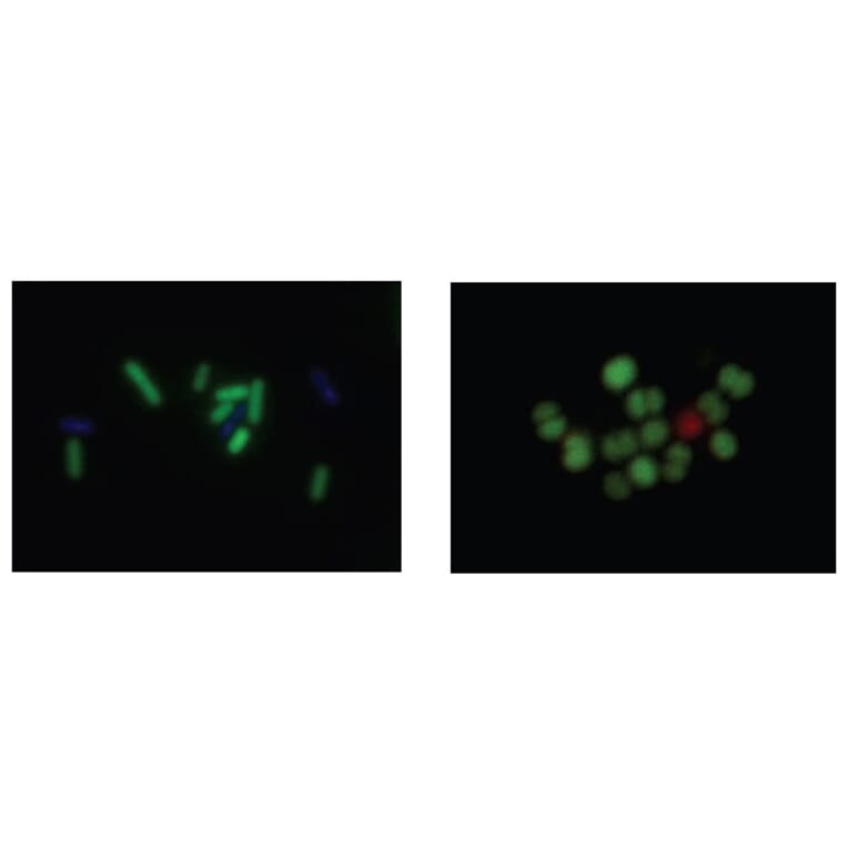 Diagram - Bacstain™ CFDA - Viability Stain Solution (A57469) - Antibodies.com