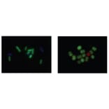Diagram - Bacstain™ CFDA - Viability Stain Solution (A57469) - Antibodies.com