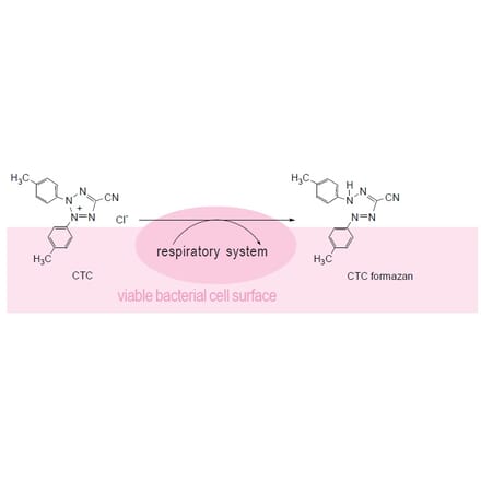 Flow Cytometry - Bacstain™ CTC Rapid Staining Kit - Flow Cytometry (A57471) - Antibodies.com