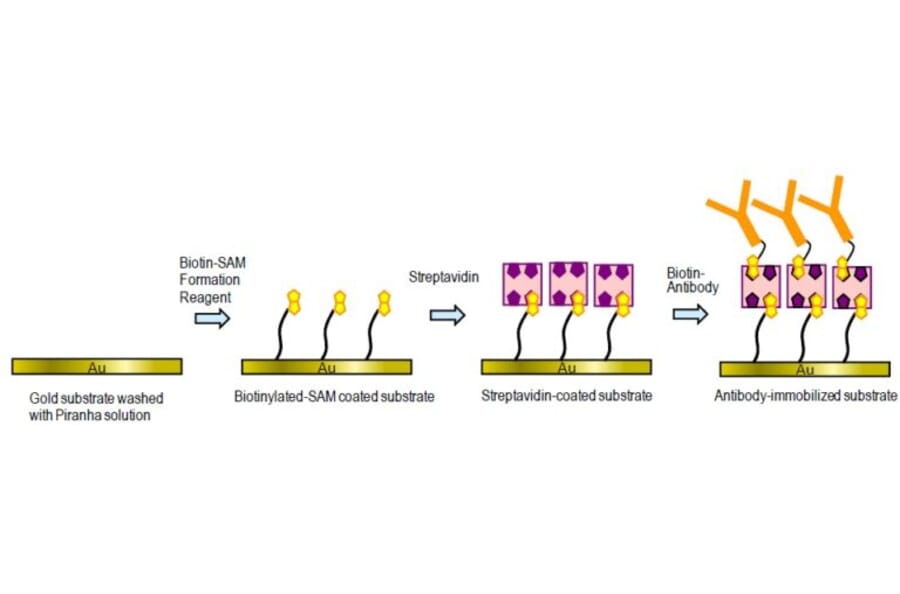 Diagram - Biotin-SAM Formation Reagent (A57472) - Antibodies.com