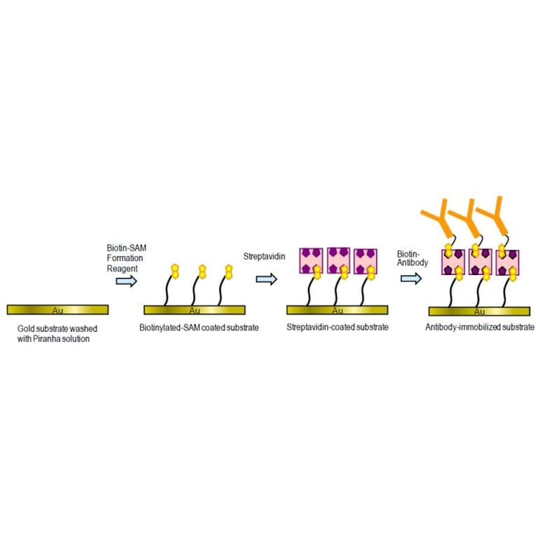 Diagram - Biotin-SAM Formation Reagent (A57472) - Antibodies.com