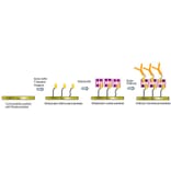 Diagram - Biotin-SAM Formation Reagent (A57472) - Antibodies.com