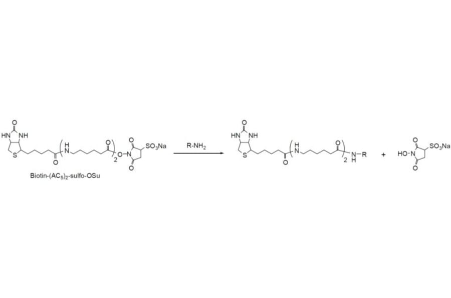 Diagram - Biotin-(AC5)2 Sulfo-OSu - NHS Ester (A57476) - Antibodies.com