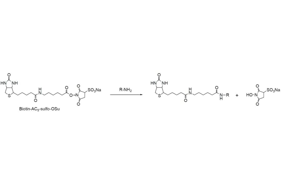Diagram - Biotin-AC5 Sulfo-OSu - NHS Ester (A57477) - Antibodies.com