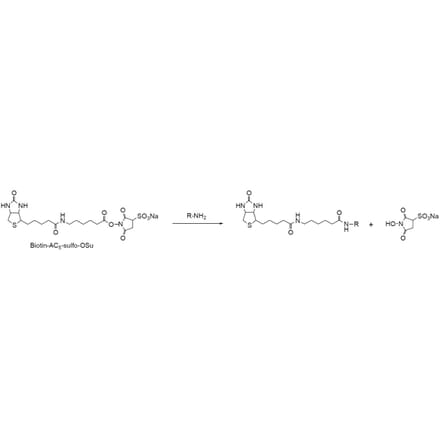 Diagram - Biotin-AC5 Sulfo-OSu - NHS Ester (A57477) - Antibodies.com