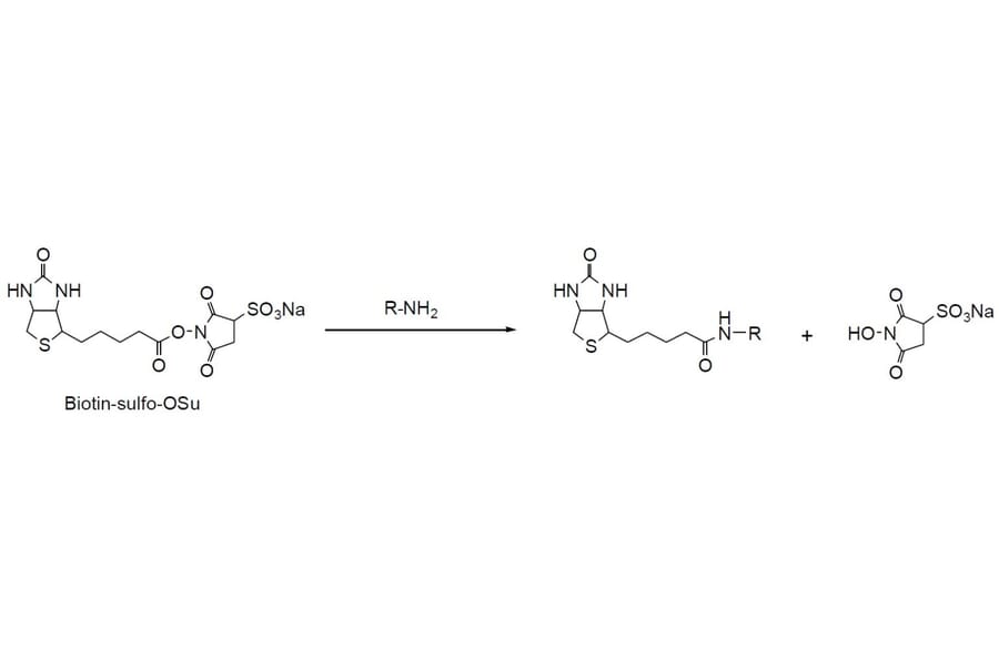 Diagram - Biotin Sulfo-OSu - NHS Ester (A57478) - Antibodies.com