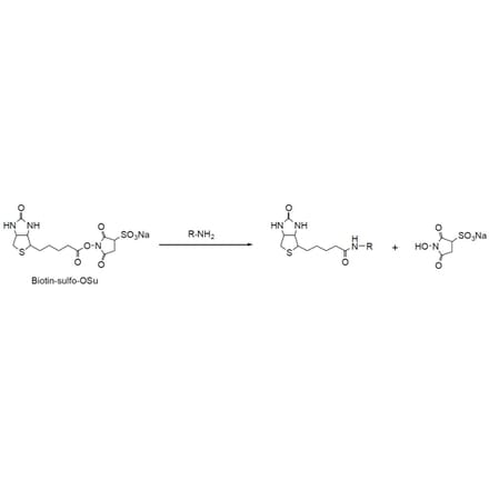 Diagram - Biotin Sulfo-OSu - NHS Ester (A57478) - Antibodies.com