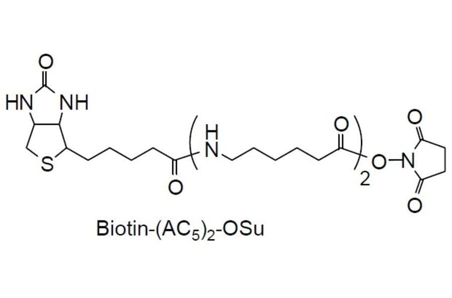 Structure - Biotin-(AC5)2-OSu - NHS Ester (A57479) - Antibodies.com
