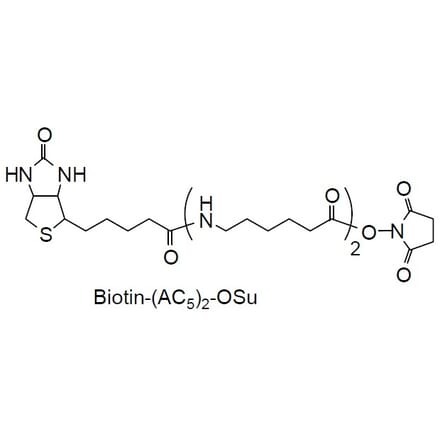 Structure - Biotin-(AC5)2-OSu - NHS Ester (A57479) - Antibodies.com