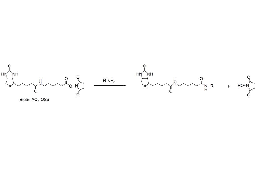 Diagram - Biotin-AC5-OSu - NHS Ester (A57480) - Antibodies.com