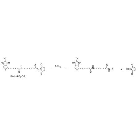 Diagram - Biotin-AC5-OSu - NHS Ester (A57480) - Antibodies.com