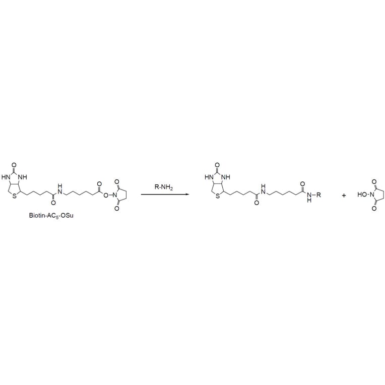 Diagram - Biotin-AC5-OSu - NHS Ester (A57480) - Antibodies.com