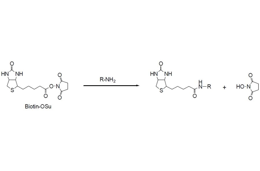 Diagram - Biotin-OSu - NHS Ester (A57481) - Antibodies.com