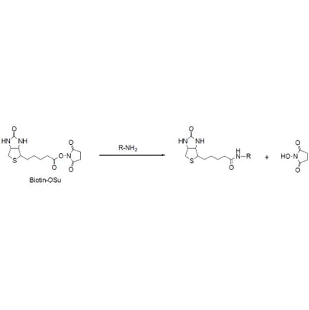 Diagram - Biotin-OSu - NHS Ester (A57481) - Antibodies.com