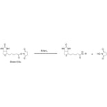 Diagram - Biotin-OSu - NHS Ester (A57481) - Antibodies.com