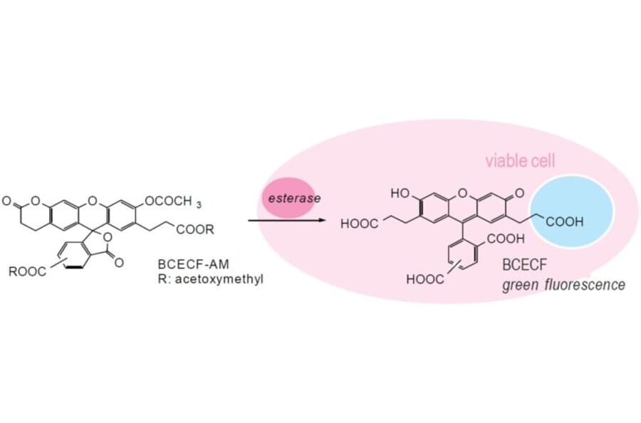 Diagram - BCECF-AM - pH Indicator Dye (A57484) - Antibodies.com