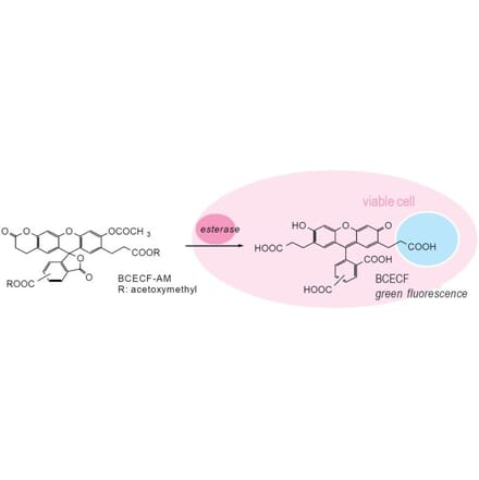 Diagram - BCECF-AM - pH Indicator Dye (A57484) - Antibodies.com