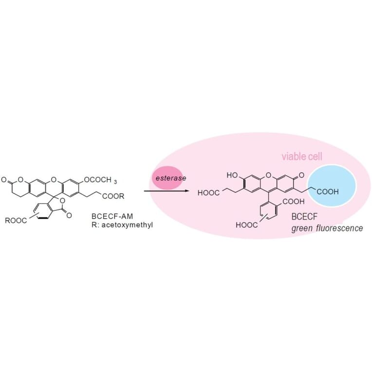 Diagram - BCECF-AM - pH Indicator Dye (A57484) - Antibodies.com