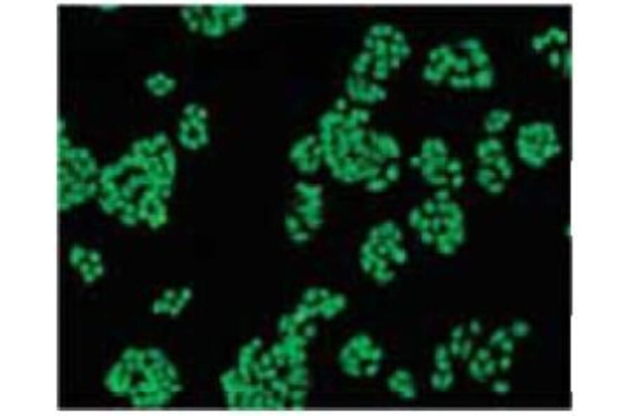 Diagram - BCECF-AM - pH Indicator Dye (A57484) - Antibodies.com
