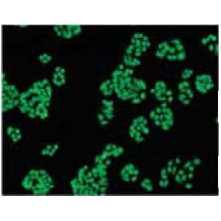 Diagram - BCECF-AM - pH Indicator Dye (A57484) - Antibodies.com