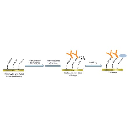 Diagram - Amine Coupling Kit (A57503) - Antibodies.com