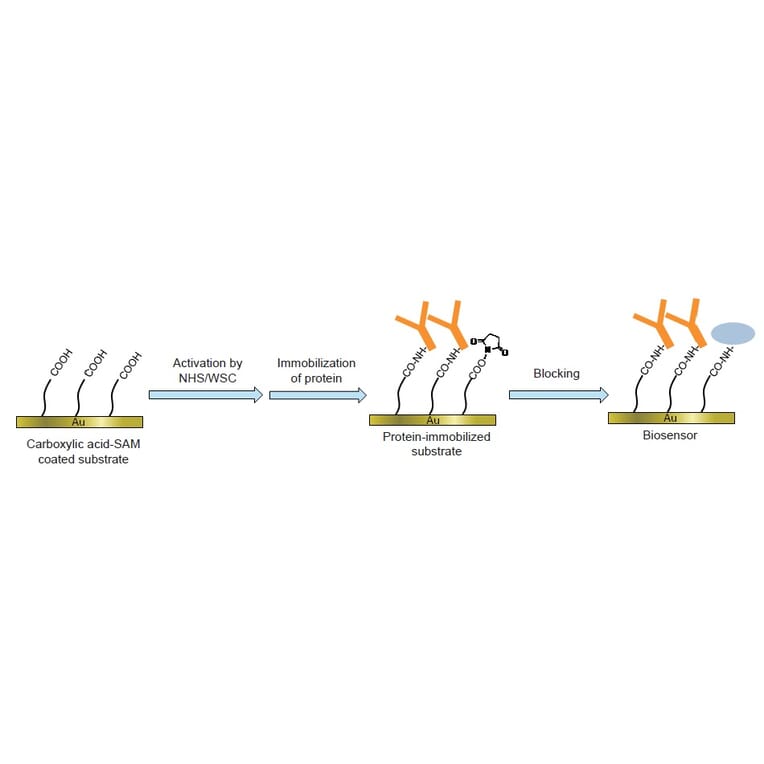 Diagram - Amine Coupling Kit (A57503) - Antibodies.com