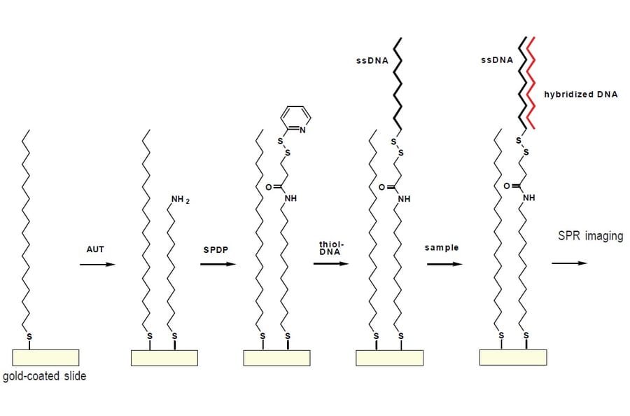 Diagram - Amino-EG6-Undecanethiol - Hydrochloride (A57509) - Antibodies.com