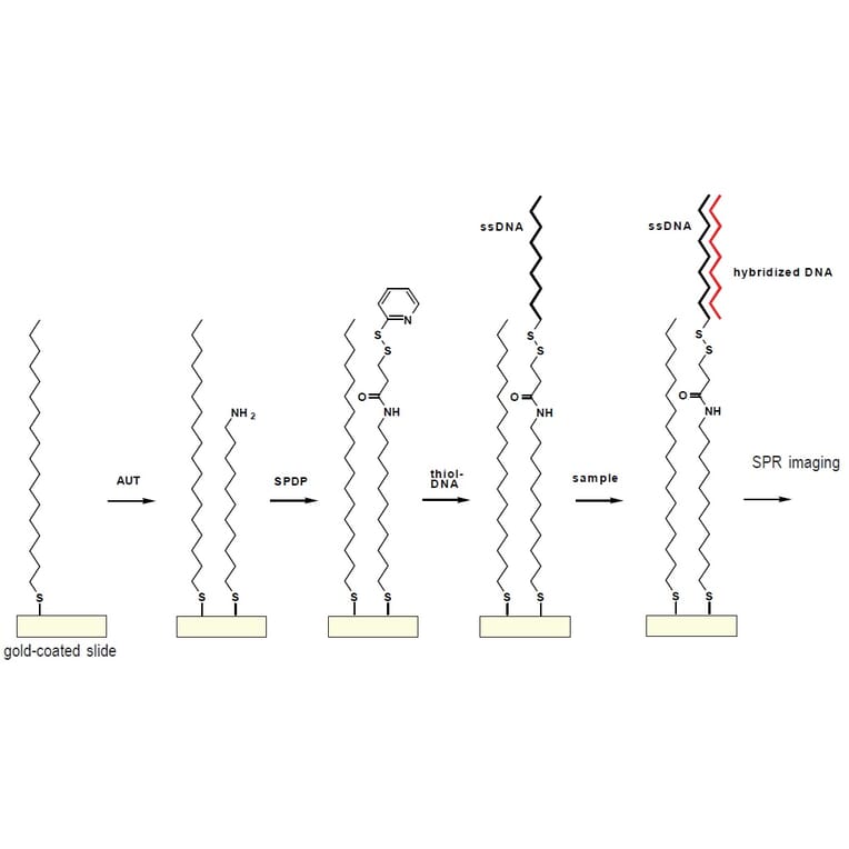 Diagram - Amino-EG6-Undecanethiol - Hydrochloride (A57509) - Antibodies.com