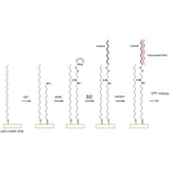Diagram - Amino-EG6-Undecanethiol - Hydrochloride (A57509) - Antibodies.com