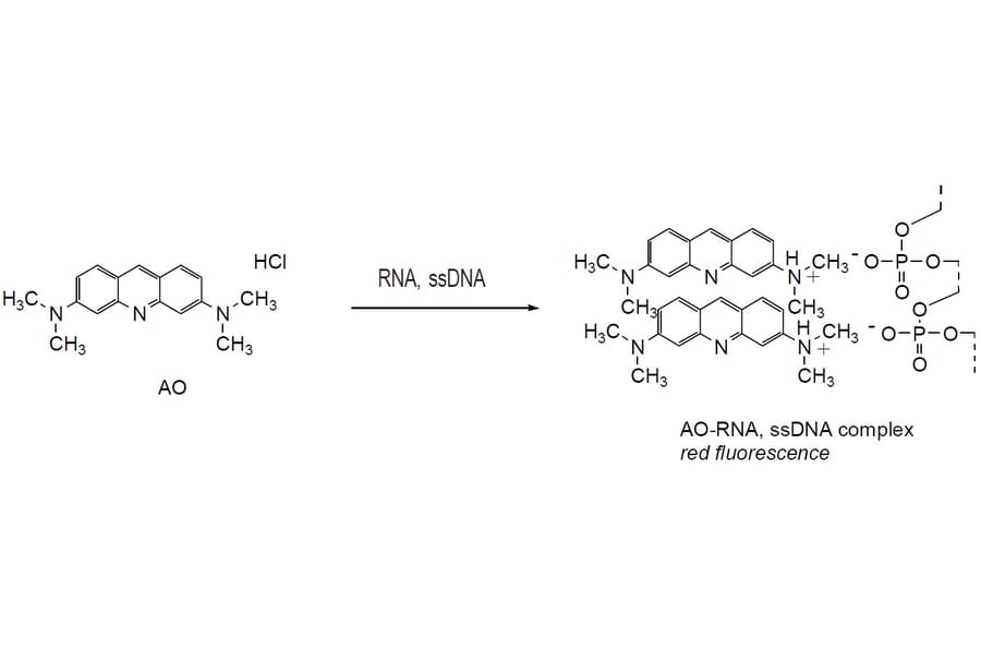 Diagram - Cellstain™ Acridine Orange - Solution (A57512) - Antibodies.com