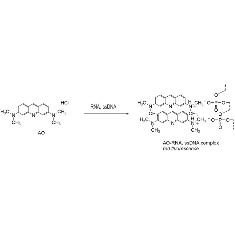Diagram - Cellstain™ Acridine Orange - Solution (A57512) - Antibodies.com