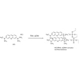 Diagram - Cellstain™ Acridine Orange - Solution (A57512) - Antibodies.com