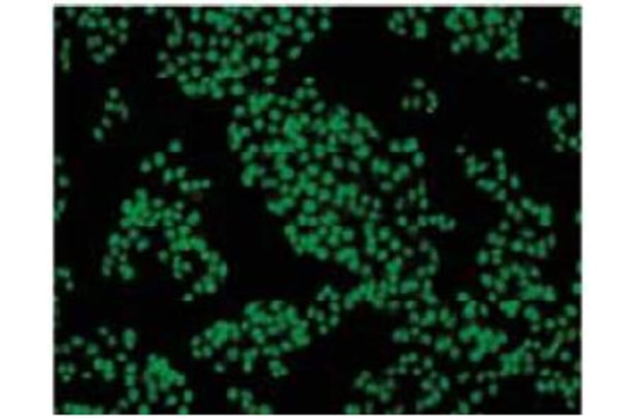 Diagram - Cellstain™ Acridine Orange - Solution (A57512) - Antibodies.com