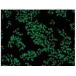 Diagram - Cellstain™ Acridine Orange - Solution (A57512) - Antibodies.com