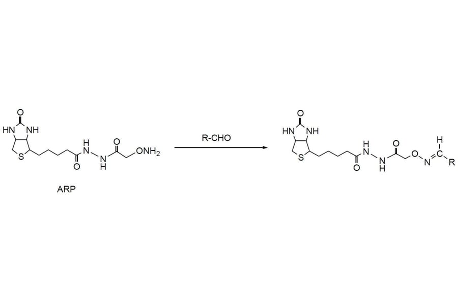 Diagram - ARP - Aldehyde Reactive Probe (A57517) - Antibodies.com