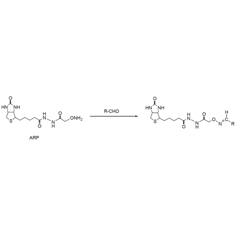 Diagram - ARP - Aldehyde Reactive Probe (A57517) - Antibodies.com