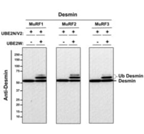 Western Blot - Recombinant Human Desmin Protein - Antibodies.com
