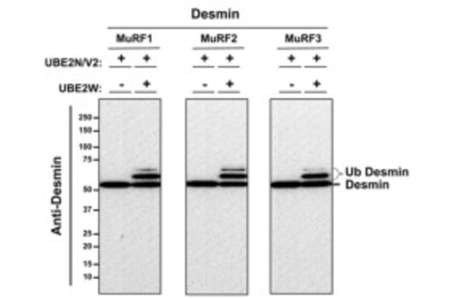 Western Blot - Recombinant Human Desmin Protein - Antibodies.com