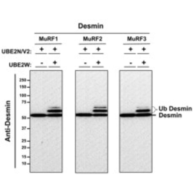 Western Blot - Recombinant Human Desmin Protein - Antibodies.com