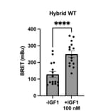 BRET Assay - Recombinant Human IGF1 Protein - Antibodies.com