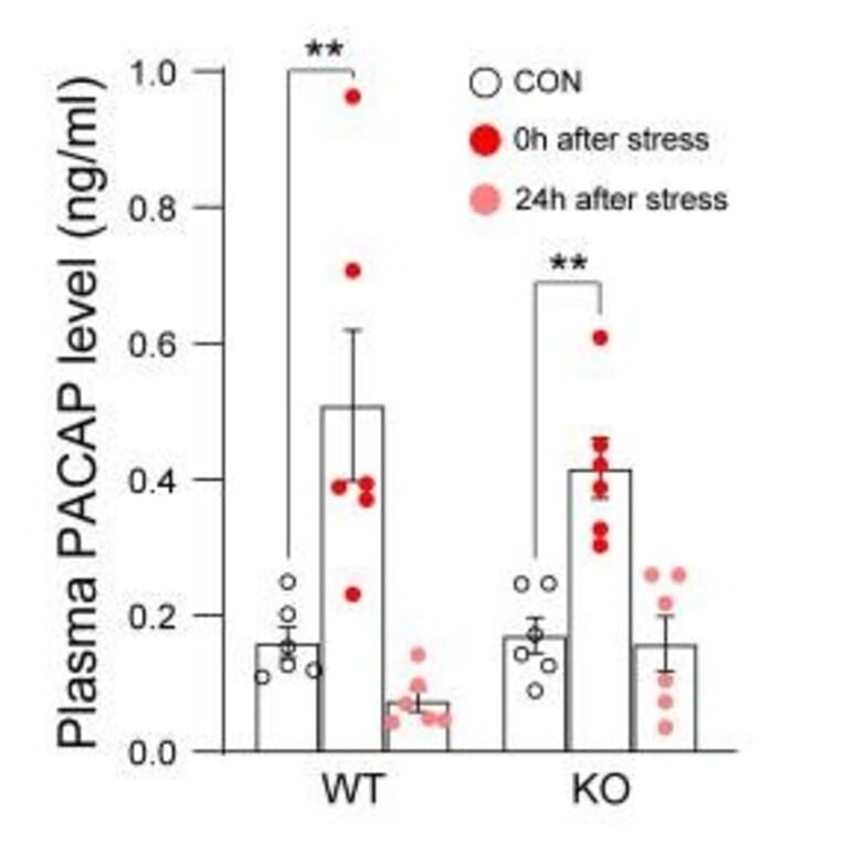 ELISA - Mouse PACAP-38 ELISA Kit - Antibodies.com