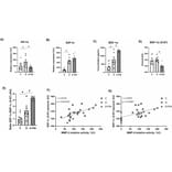 ELISA - Rat SDF1 ELISA Kit (A77295) - Publication