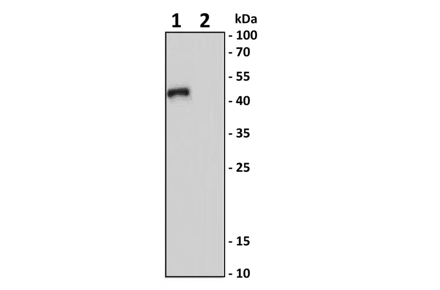 TGF beta 1 Antibody KO Validation - Human TGF beta 1 ELISA Kit (A77411) - Antibodies.com