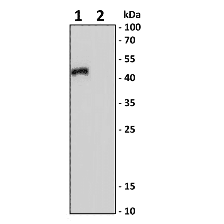 TGF beta 1 Antibody KO Validation - Human TGF beta 1 ELISA Kit (A77411) - Antibodies.com