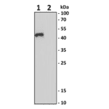 TGF beta 1 Antibody KO Validation - Human TGF beta 1 ELISA Kit (A77411) - Antibodies.com
