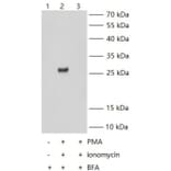 IFN gamma KO Validation - Human Interferon gamma ELISA Kit (A78289) - Antibodies.com