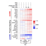 ELISA - Human Prostaglandin E2 ELISA Kit (A78615) - Antibodies.com Citation