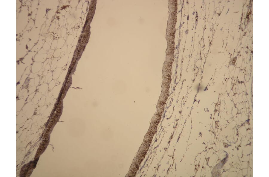 Immunohistochemistry - Anti-beta Actin Antibody - Antibodies.com (A8187)