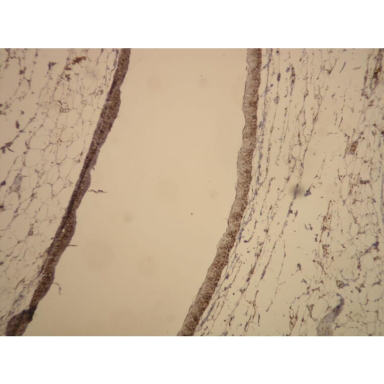 Immunohistochemistry - Anti-beta Actin Antibody - Antibodies.com (A8187)